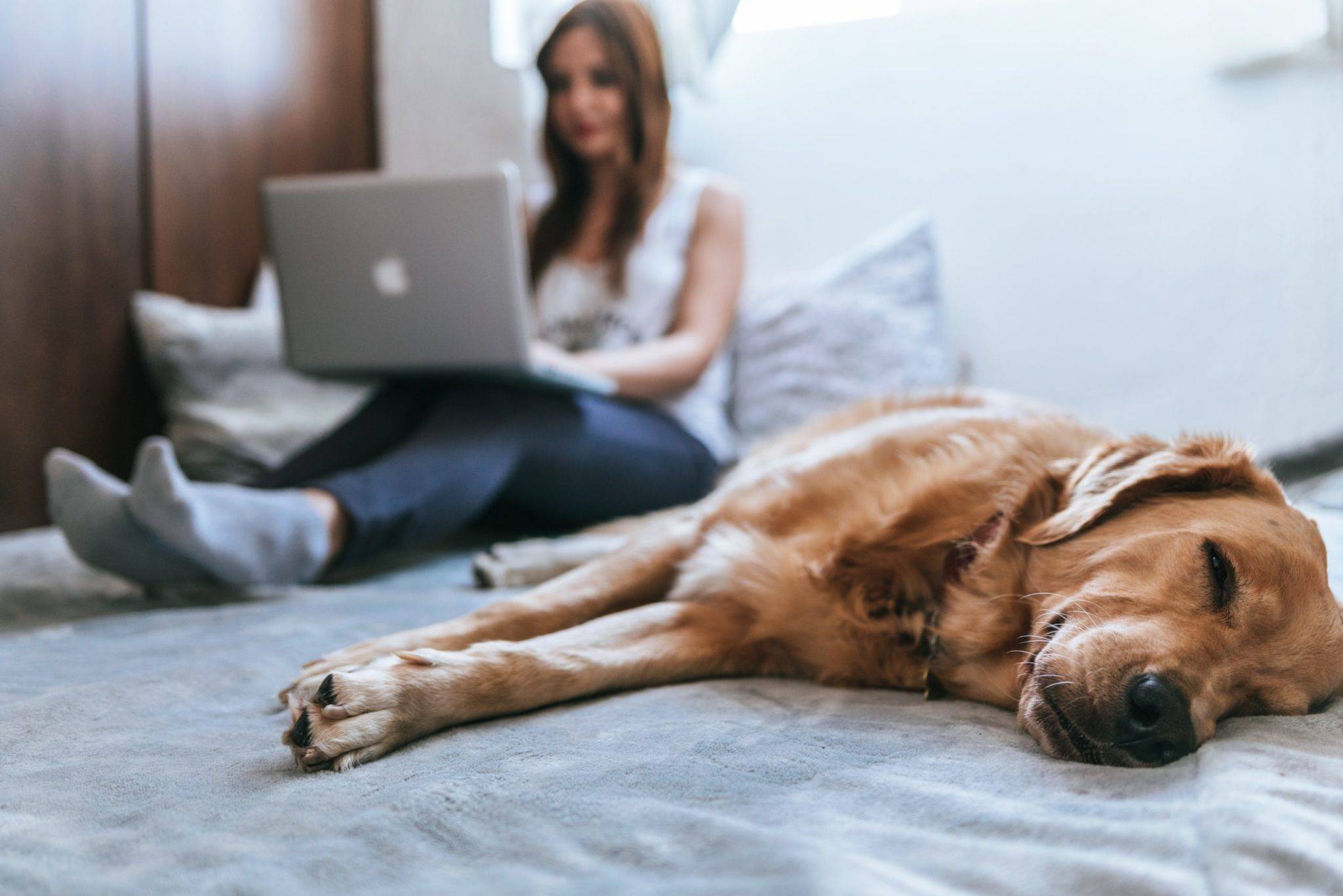 Read more about the article Why A Pet Friendly Airbnb Is The Way To Go In 2022